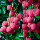 litchi-plant