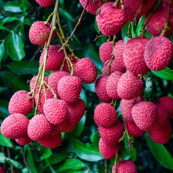 litchi-plant