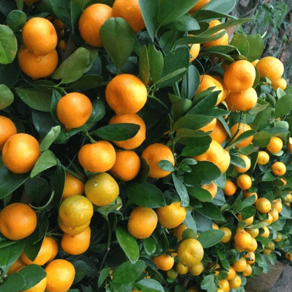 Mini Santra (Calamondin Orange) Plant | Premium Dwarf Citrus Tree