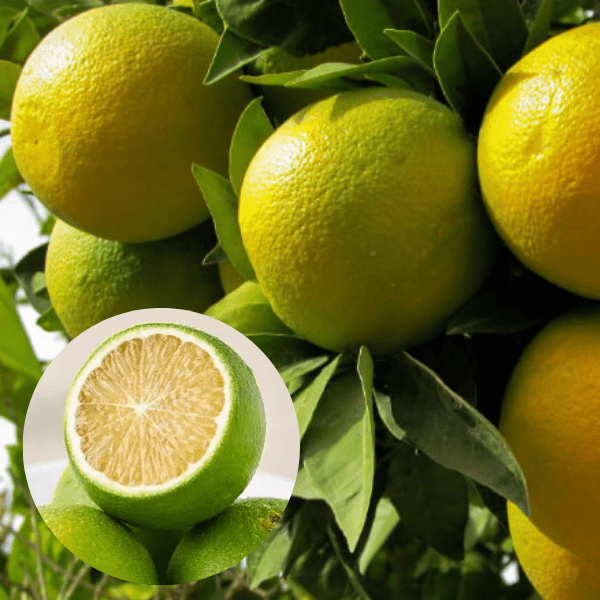 Mosambi Plant (Sweet Lime) | Grafted Citrus Fruit Plant