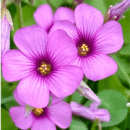 Oxalis Articulata Pink Flower Bulbs | Pink Shamrock