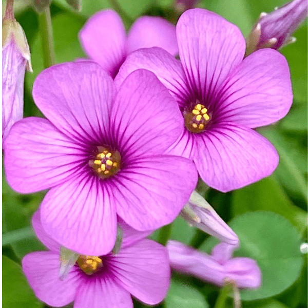 Oxalis Articulata Pink Flower Bulbs | Pink Shamrock