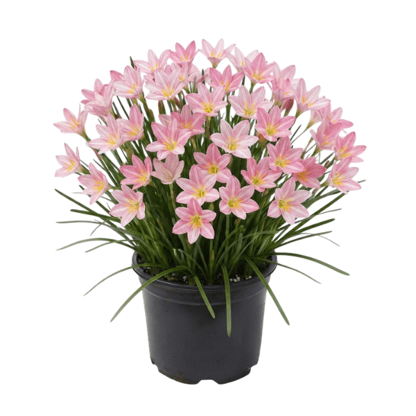 Peach Rain Lily (Zephyranthes Batik) Potted Plant
