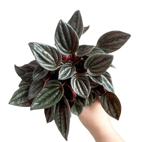 Peperomia Caperata 'Brasilia'  – Elegant Indoor Radiator Plant