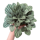 Peperomia 'Piccolo Banda' – Premium Compact Indoor Plant