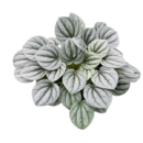 Peperomia 'Silver Frost' - Radiator Plant