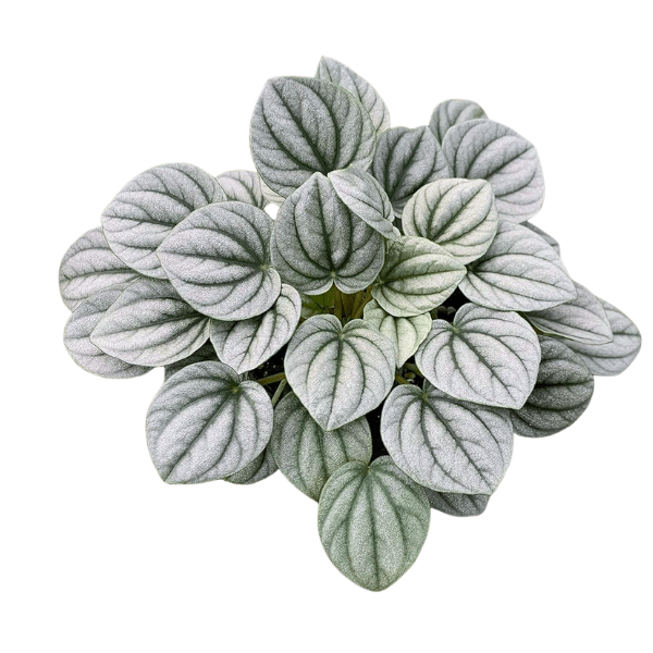 Peperomia 'Silver Frost' - Radiator Plant
