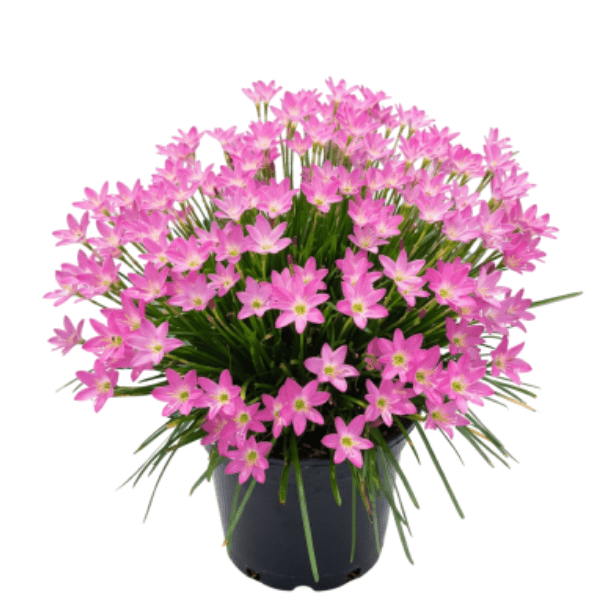 Pink Rain Lily (Zephyranthes rosea) Potted Plant
