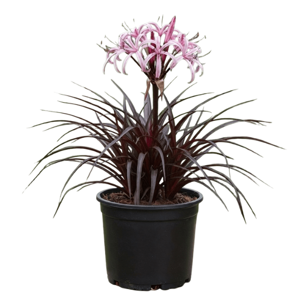Purple Lily (Crinum Lily) | Elegant Exotic Flowering Potted Plant