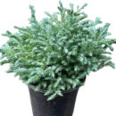 Silver Cypress | Chamaecyparis pisifera 'Boulevard' Plant