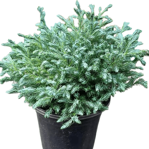 Silver Cypress | Chamaecyparis pisifera 'Boulevard' Plant