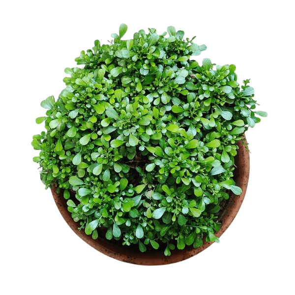 Table Kamini Plant | Murraya paniculata (Orange Jasmine) - Image 3