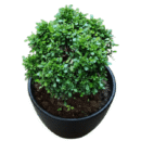 Table Kamini Plant | Murraya paniculata (Orange Jasmine)
