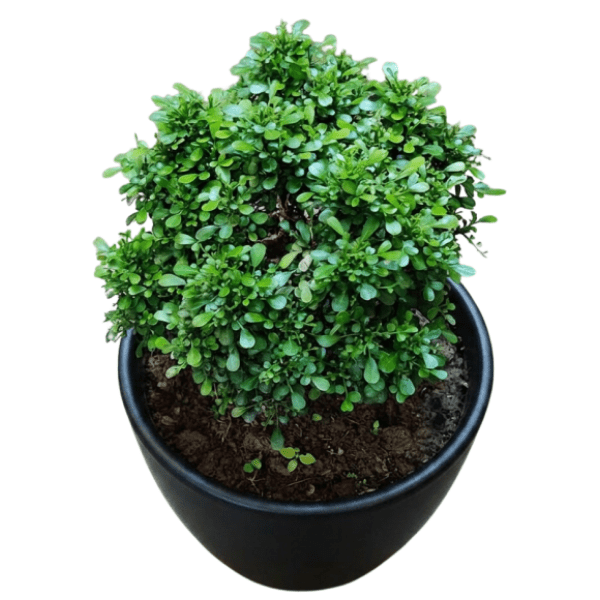 Table Kamini Plant | Murraya paniculata (Orange Jasmine)