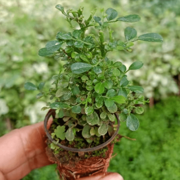 Table Kamini Plant | Murraya paniculata (Orange Jasmine) - Image 2