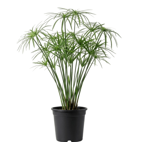 Umbrella Palm Plant |  Ornamental Foliage Plant