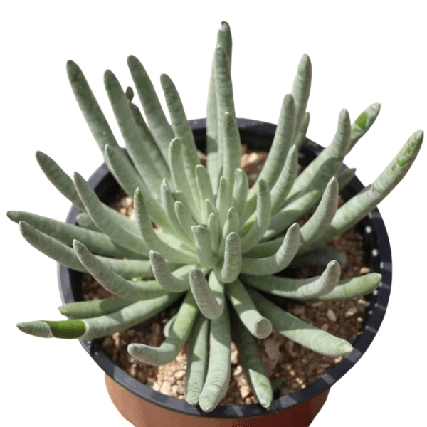Woolly Senecio (Senecio Scaposus) | Succulent Plant