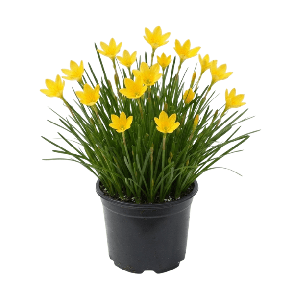 Yellow Rain Lily (Zephyranthes citrina) Flowering Potted Plant