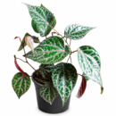 Piper Ornatum  – Unique Ornamental Tropical Foliage Plant