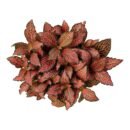 Fittonia Albivenis 'Fire Tail' – Premium Colourful Indoor Nerve Plant