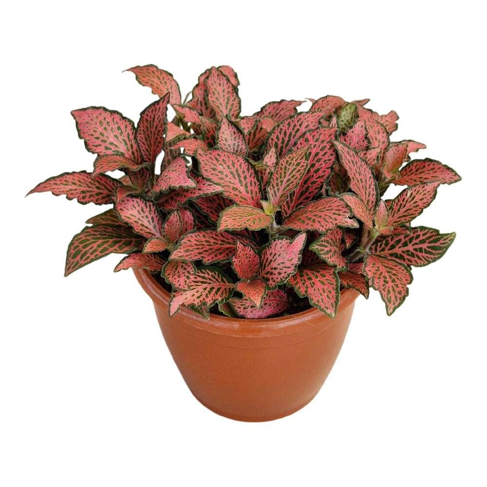 Fittonia Albivenis 'Fire Tail' – Premium Colourful Indoor Nerve Plant - Image 2