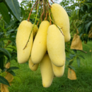 Banana Mango – Mahachanok Mango Thailand Grafted Plant