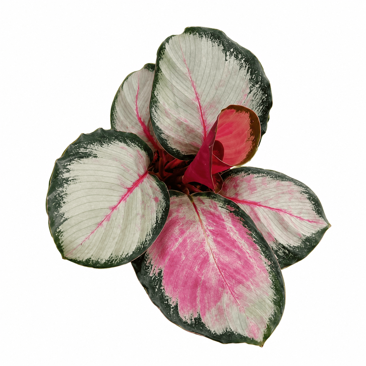 Calathea Roseopicta - Rosy Silver