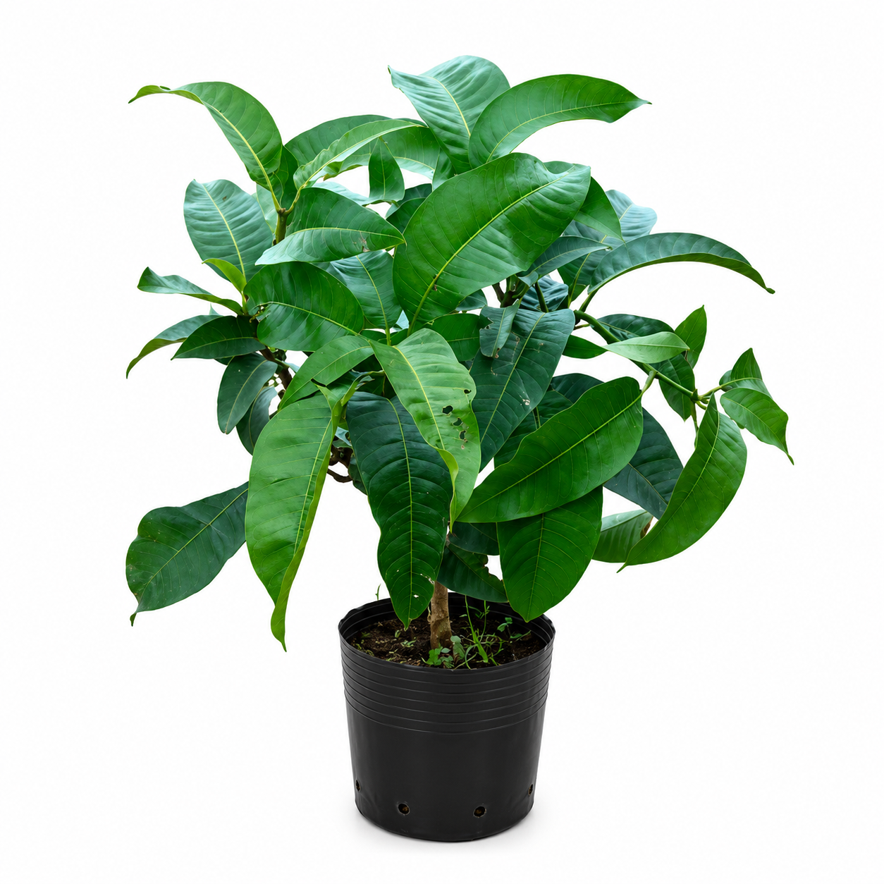 Banana Mango – Mahachanok Mango Thailand Grafted Plant - Image 2