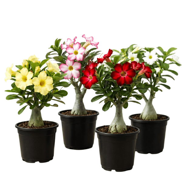 Adenium Assorted (Desert Rose Mix Color Flower) Plant