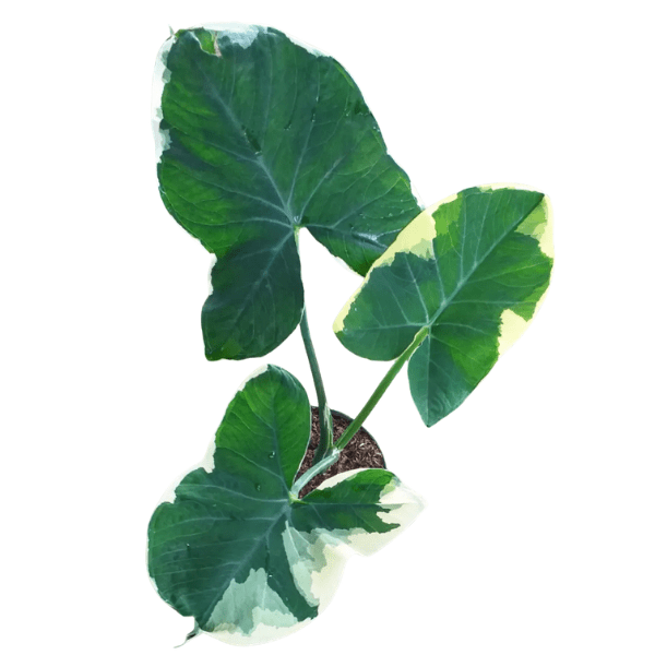 Alocasia Xanthosoma Variegata 'Mickey Mouse' | Rare Plants - Image 3