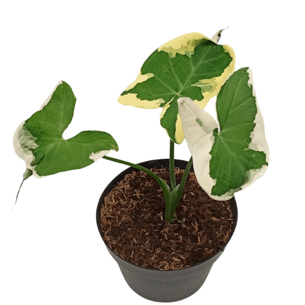 Alocasia Xanthosoma Variegata 'Mickey Mouse' | Rare Plants