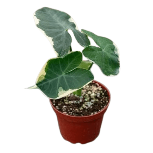 Alocasia Xanthosoma Variegata 'Mickey Mouse' | Rare Plants - Image 2