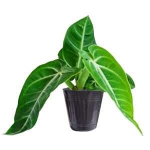 Anthurium Villenaorum – Premium Rare Indoor Foliage Plant