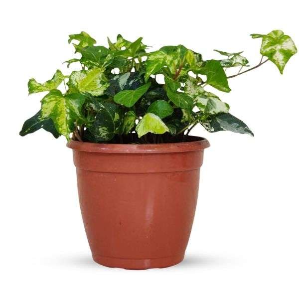 Golden English Ivy | Hedera Helix Kolibri - Image 2