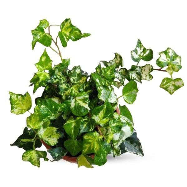Golden English Ivy | Hedera Helix Kolibri