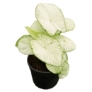 Caladium ‘White Christmas’ | White Tropical Foliage Plant