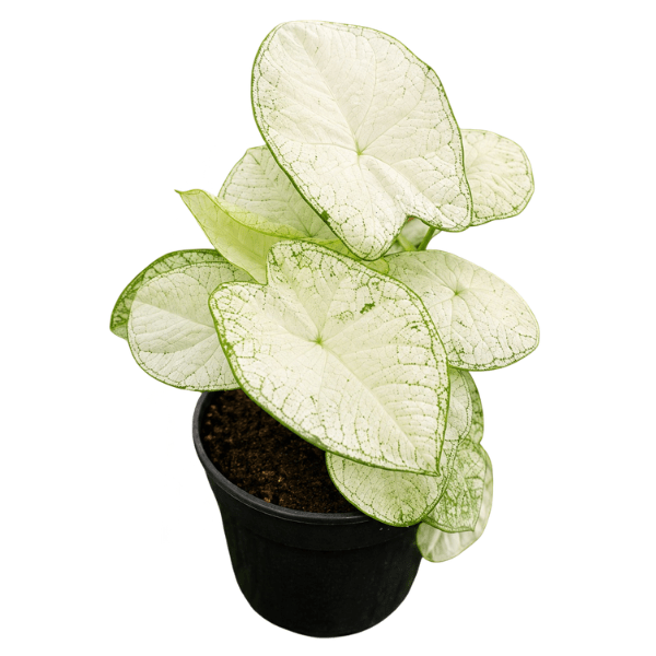 Caladium ‘White Christmas’ | White Tropical Foliage Plant