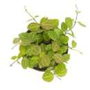 Dischidia Ovata ‘Watermelon’ – Unique Trailing Indoor Plant