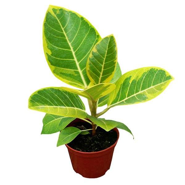 Ficus Altissima 'Yellow Gem'