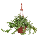 Ficus Pumila Variegated Hanging Plant | Creeping Fig