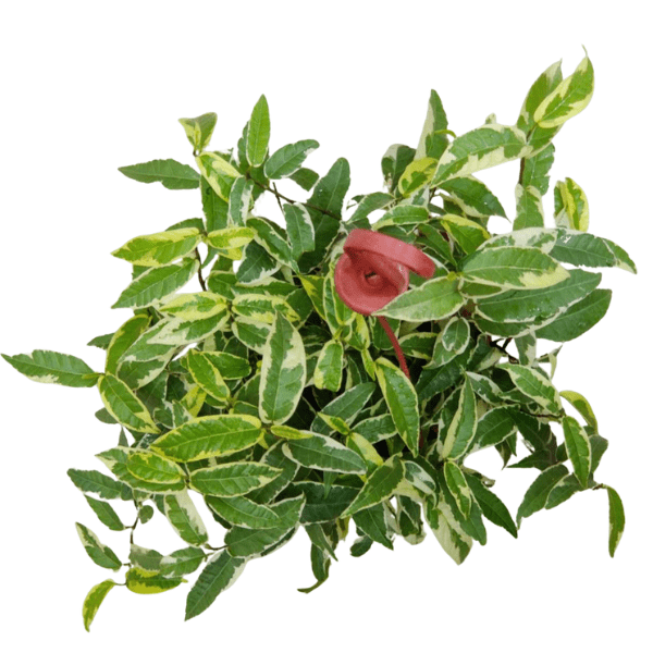 Ficus Radicans Variegated Hanging Plant - Image 2