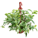 Ficus Radicans Variegated Hanging Plant