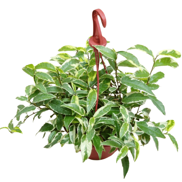 Ficus Radicans Variegated Hanging Plant