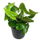 Hemionitis arifolia 'Heart Leaf' Plant | Rare Indoor Fern