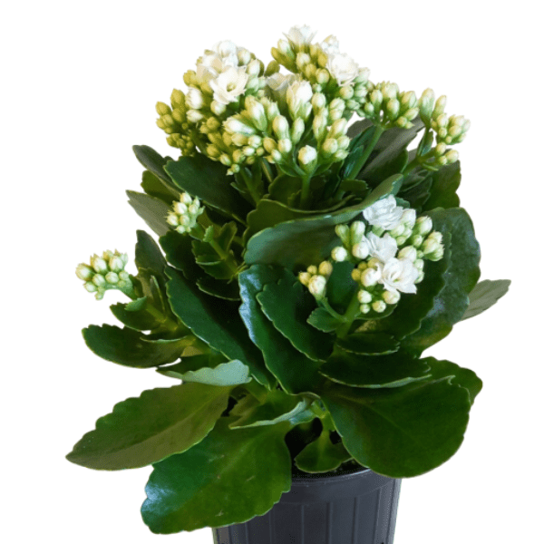 White Kalanchoe Plant | Beautiful Flowering Succulent - Image 2