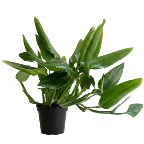 Monstera Standleyana | Indoor Foliage Plant