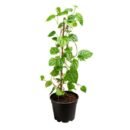 Betel Leaf Plant ( Maghai Paan Plant)