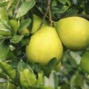 Papanas – Pomelo (Citrus maxima) Fruit Plant