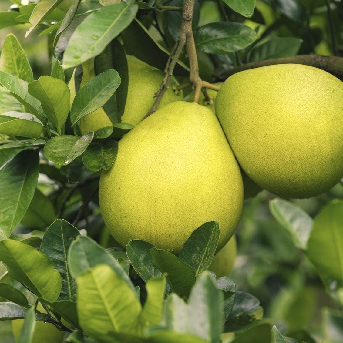 Papanas – Pomelo (Citrus maxima) Fruit Plant
