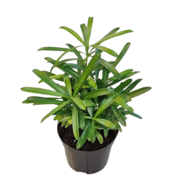 Podocarpus Macrophyllus Plant | Japanese Yew Pine